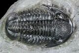 Detailed Gerastos Trilobite Fossil - Morocco #108482-2